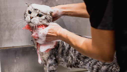 Ringworm shampoo deals for cats